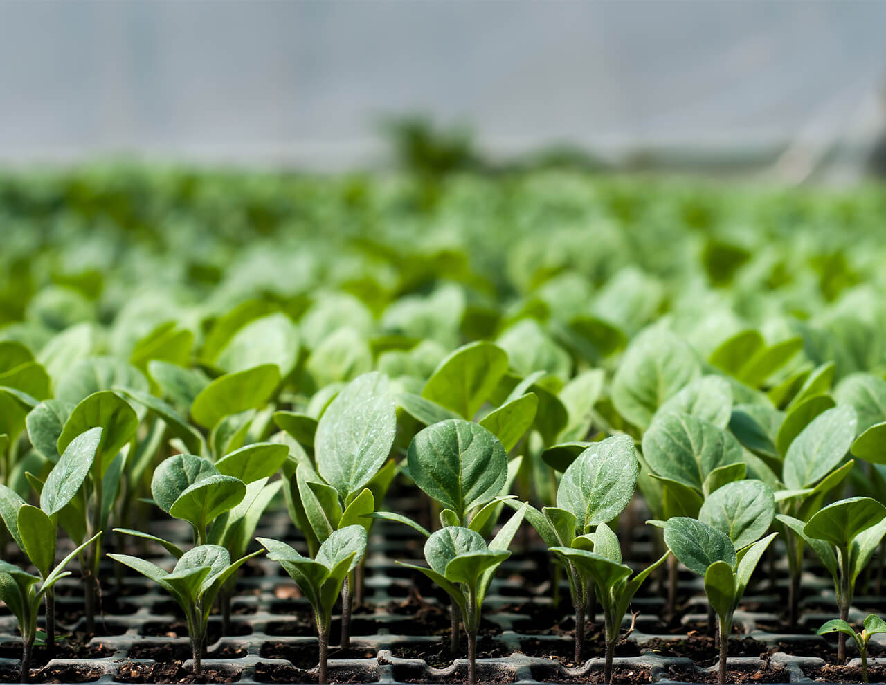 Bedre gartneri, bedre liv og vækst til planter med ren CO2 på flaske 